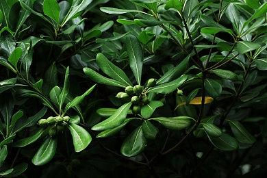 复古JRPG游戏《八爪的秘密》现已在Steam平台推出试玩Demo